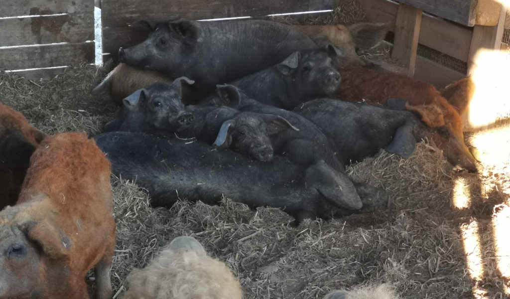 Farma svinja